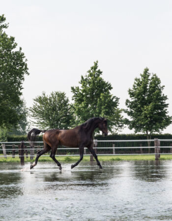 San Giacomo Horses & Agriturismo