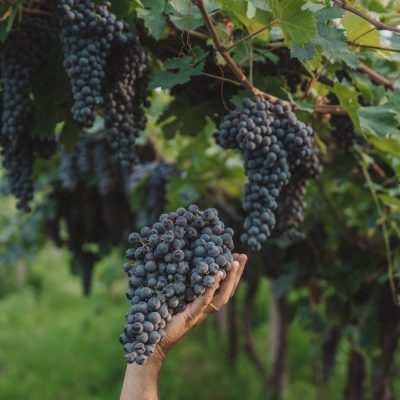 Azienda Agricola Valentina Cubi